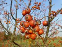 Jeřáb český - větévka s plody (Sorbus bohemica)