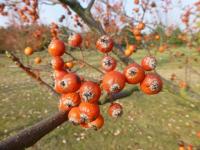 Jeřáb český - větévka s plody (Sorbus bohemica)