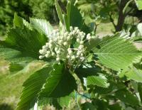 Jeřáb český - větévka s květy (Sorbus bohemica)