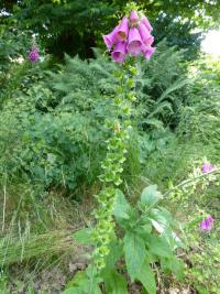 Foxglove