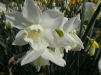 Narcis 'Pueblo' - Jonquilla narcisy (Narcissus)