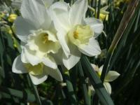 Narcis 'Pueblo' - Jonquilla narcisy (Narcissus)