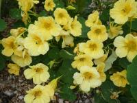 Lichořeřišnice větší (Tropaeolum majus) Lichořeřišnice větší (Tropaeolum majus)