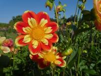Jiřinka 'Pooh' - Náhrdelníkové jiřinky (Dahlia)