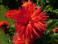 Jiřinka 'Cheyenne' - Kaktusovité jiřinky (Dahlia)