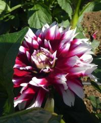 Jiřinka 'Verdi' - Dekorační jiřinky (Dahlia)