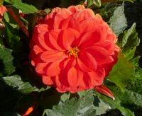 Jiřinka 'Melody Bolero' - Dekorační jiřinky (Dahlia)