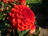 Jiřinka 'Melody Bolero' - Dekorační jiřinky (Dahlia)