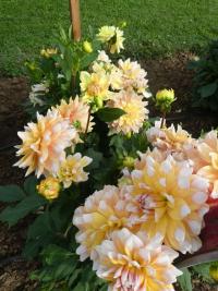 Jiřinka 'Seattle' - Dekorační jiřinky (Dahlia)