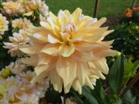Jiřinka 'Seattle' - Dekorační jiřinky (Dahlia)