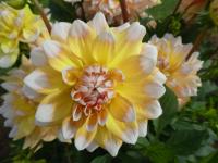 Jiřinka 'Seattle' - Dekorační jiřinky (Dahlia)