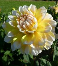 Jiřinka 'Seattle' - Dekorační jiřinky (Dahlia)