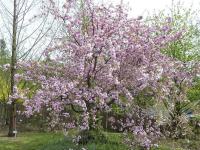 Japonská zahrada BZ Praha 11.4.2011 (višeň jedoská)