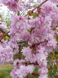 Japonská zahrada BZ Praha 11.4.2011 (višeň jedoská-květ)