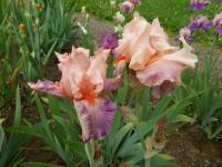 Kosatec 'Sing In Harmony' - Vysoké bradaté kosatce (Iris)