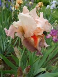 Kosatec 'Sing In Harmony' - Vysoké bradaté kosatce (Iris)
