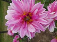 Jiřinka 'Freda Kristina Pink' - Dekorační jiřinky (Dahlia)