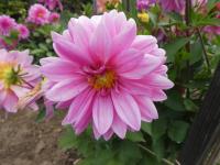 Jiřinka 'Freda Kristina Pink' - Dekorační jiřinky (Dahlia)