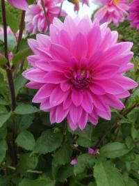 Jiřinka 'Freda Kristina Pink' - Dekorační jiřinky (Dahlia)