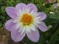 Jiřinka 'Teesbrooke Audrey' - Náhrdelníkové jiřinky (Dahlia)