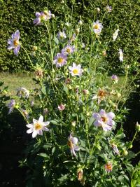Jiřinka 'Teesbrooke Audrey' - Náhrdelníkové jiřinky (Dahlia)