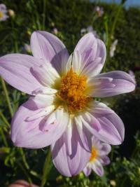 Jiřinka 'Teesbrooke Audrey' - Náhrdelníkové jiřinky (Dahlia)