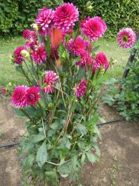 Jiřinka 'Senasis Kaunas' - Dekorační jiřinky (Dahlia)