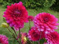 Jiřinka 'Senasis Kaunas' - Dekorační jiřinky (Dahlia)