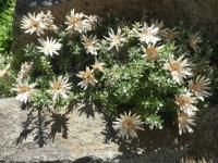 Smil kalíškatý (Helichrysum retortoides)