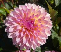 Jiřinka 'Esli' - Dekorační jiřinky (Dahlia)
