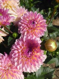 Jiřinka 'Esli' - Dekorační jiřinky (Dahlia)