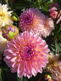 Jiřinka 'Esli' - Dekorační jiřinky (Dahlia)