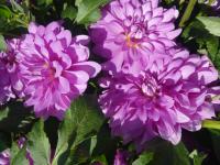 Jiřinka 'Bluetiful' - Dekorační jiřinky (Dahlia)