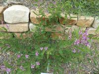 Indigovník (Indigofera dosua)