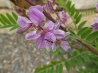 Indigovník - květy (Indigofera dosua)