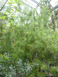 Borovice halepská (Pinus halepensis)