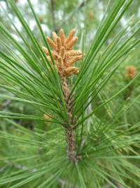 Borovice halepská (Pinus halepensis)