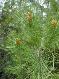 Borovice halepská (Pinus halepensis)