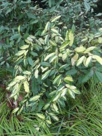 Hlošina pichlavá 'Fredericii' (Elaeagnus pungens)