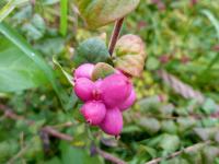 Pámelník červenoplodý (Symphoricarpos orbiculatus)