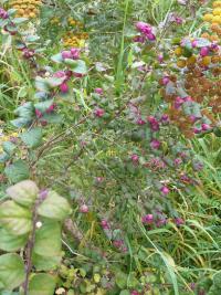 Pámelník červenoplodý (Symphoricarpos orbiculatus)