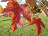 Javor Freemanův 'Autumn Blaze' (Acer freemanii)