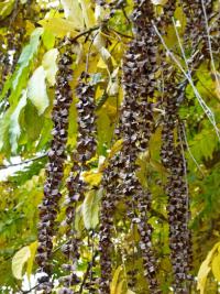 Lapina jasanolistá (Pterocarya fraxinifolia)