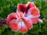 Pelargonie velkokvětá