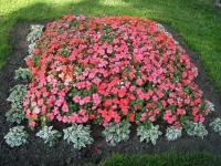 Voskovka, ledovka - lednický park (Begonia semperflorens)