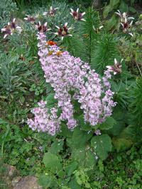 Šalvěj muškátová (Salvia sclarea) Šalvěj muškátová (Salvia sclarea)
