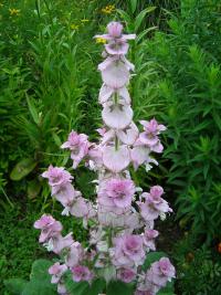Šalvěj muškátová (Salvia sclarea) Šalvěj muškátová (Salvia sclarea)