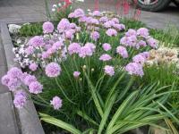 Trávnička (Armeria maritima)