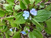 Pupkovec jarní (Omphalodes verna)