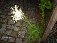 Tužebník obecný (Filipendula vulgaris)
